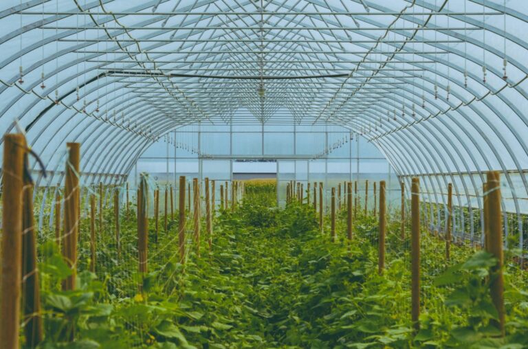 How to Choose the Right Greenhouse Equipment Supplier in China