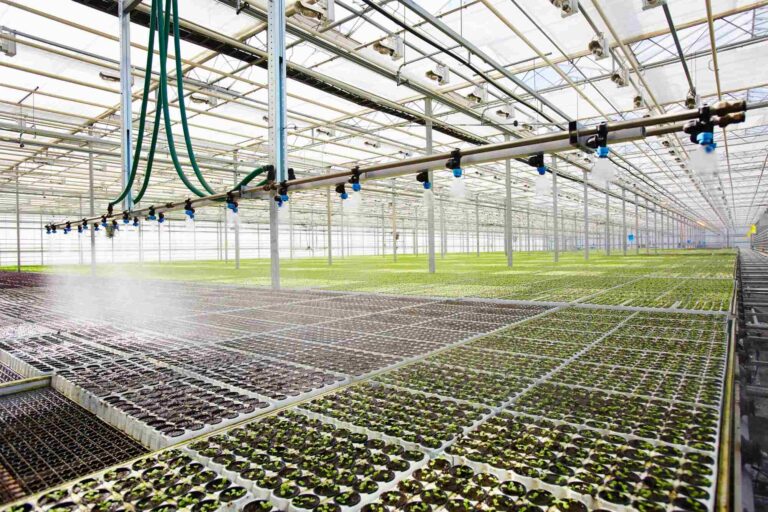 Why Customized Greenhouse Equipment Matters for Modern Projects